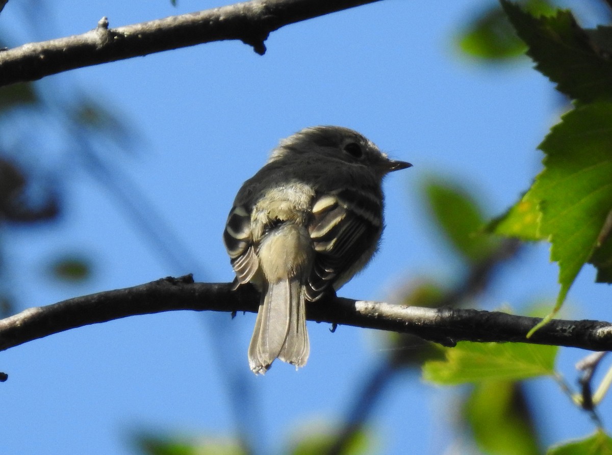 Hammond's Flycatcher - Keith Gregoire