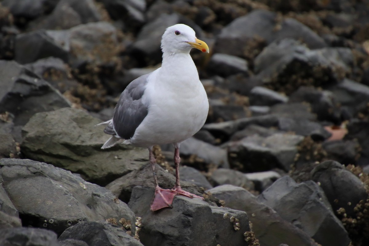 Gaviota de Bering - ML600609021