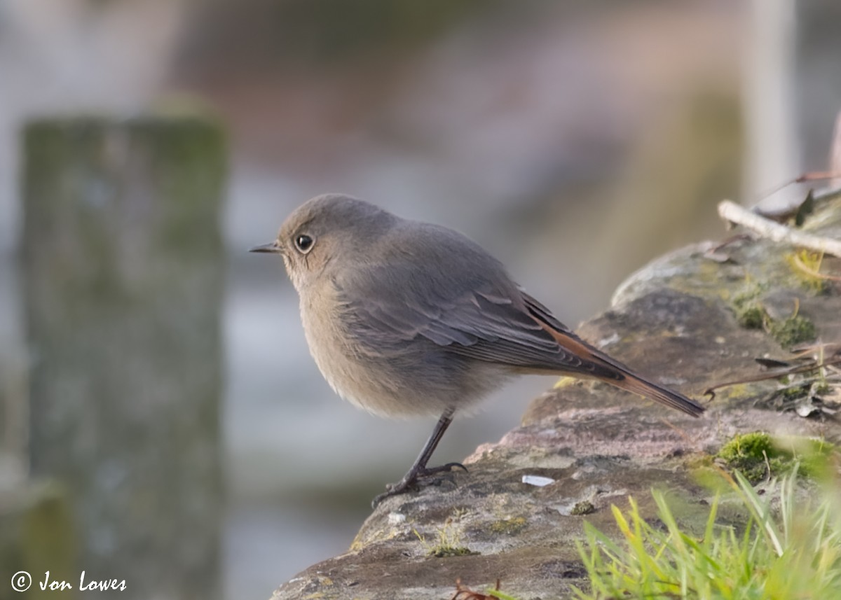 Black Redstart (Western) - ML600609651