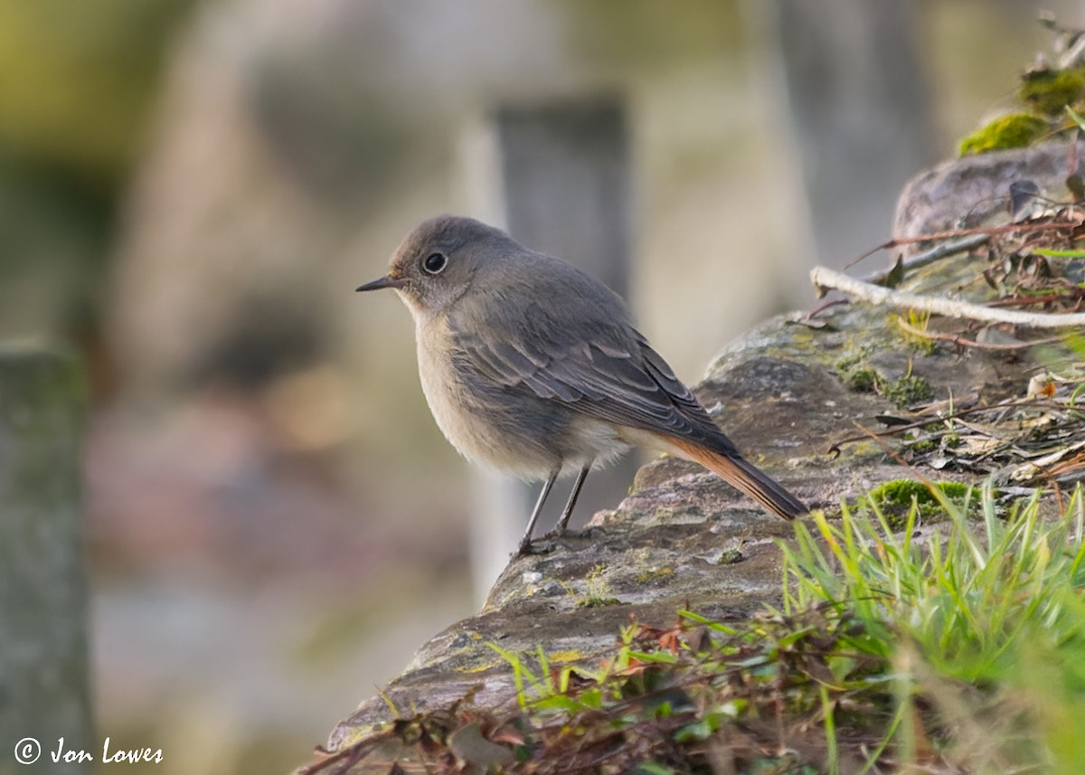 Black Redstart (Western) - Jon Lowes