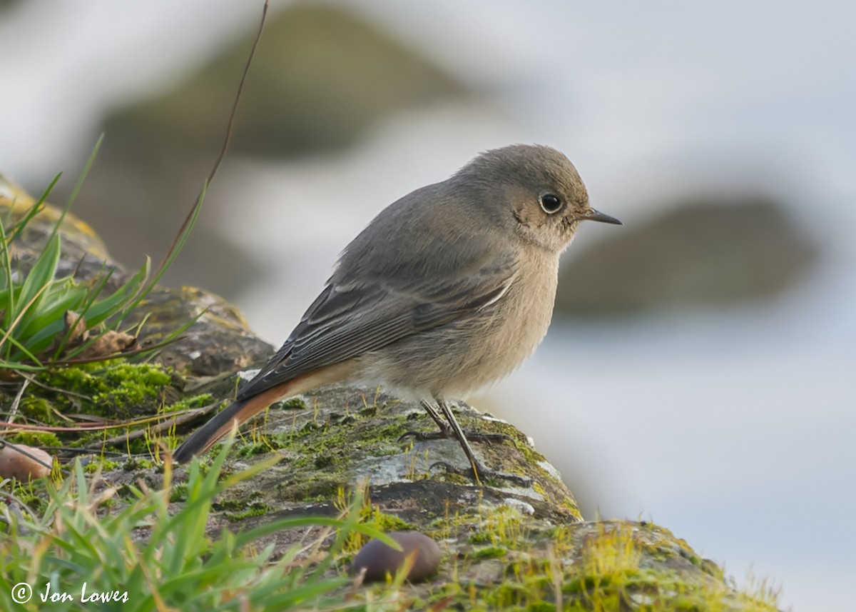 Black Redstart (Western) - ML600609671