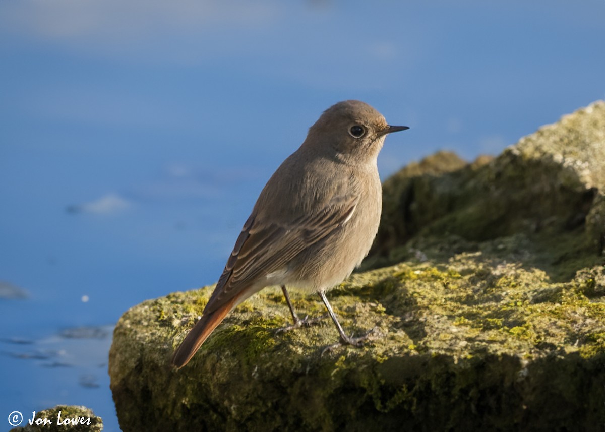 rehek domácí (ssp. gibraltariensis/aterrimus) - ML600609681