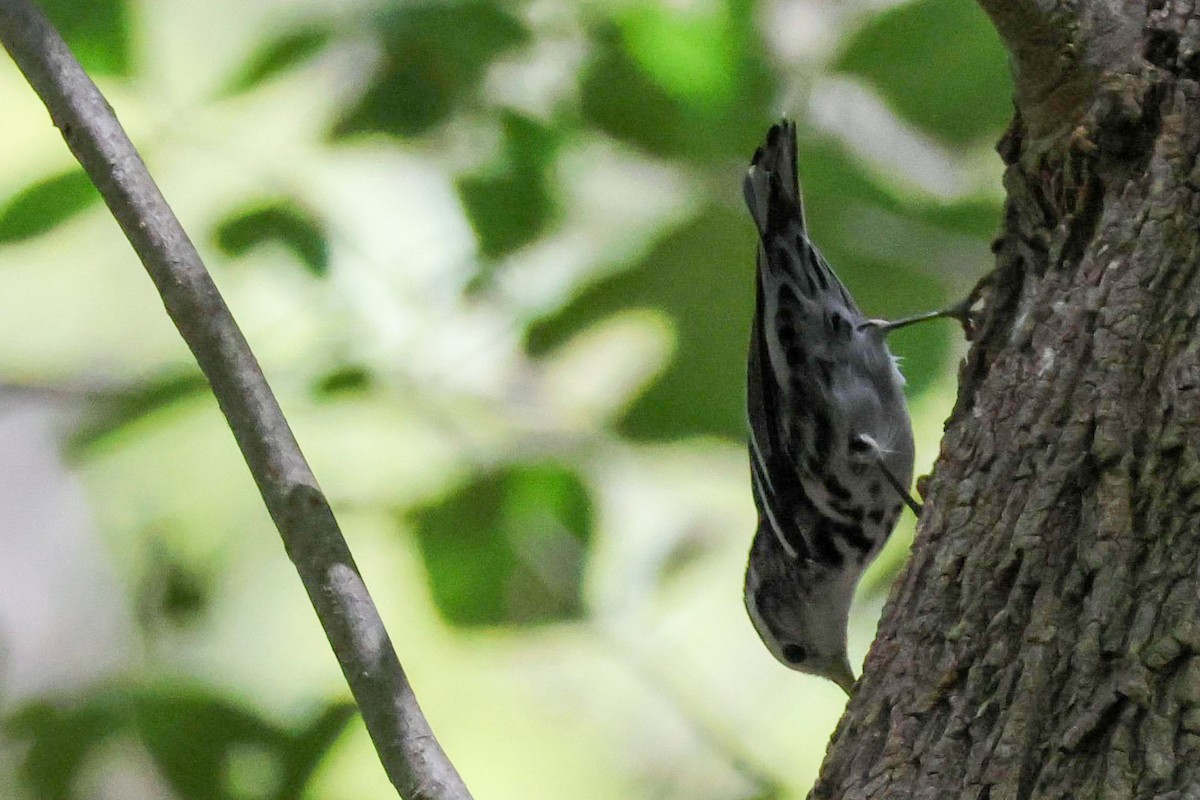 Black-and-white Warbler - ML600609821