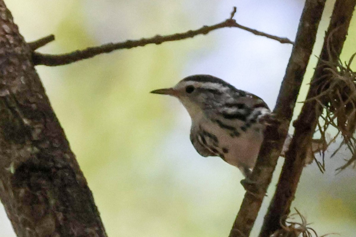 Black-and-white Warbler - ML600609831