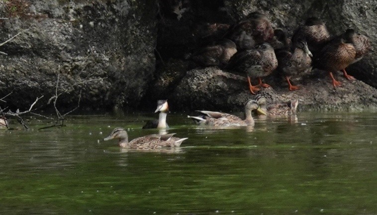 Great Crested Grebe - ML600609931