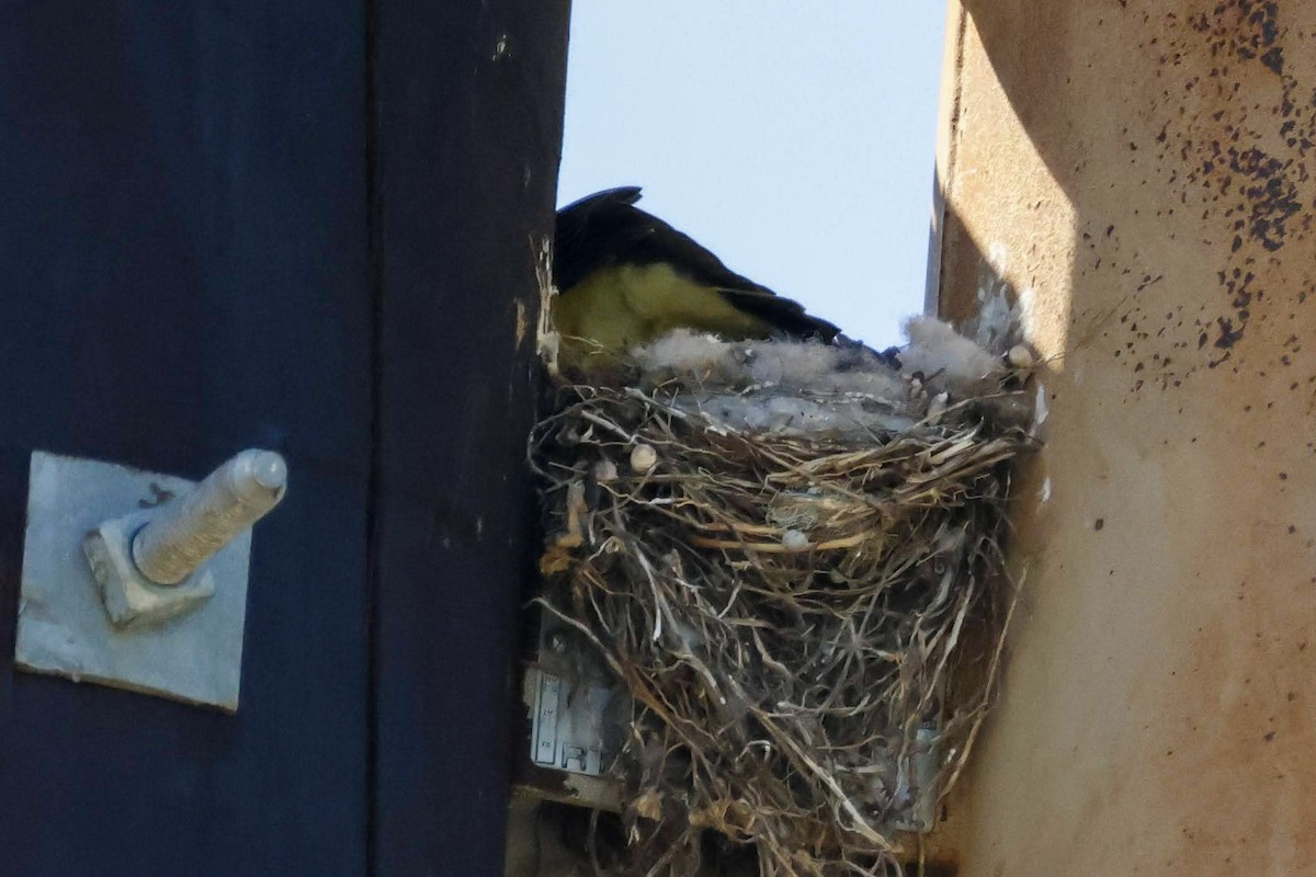 Western Kingbird - Parker Marsh