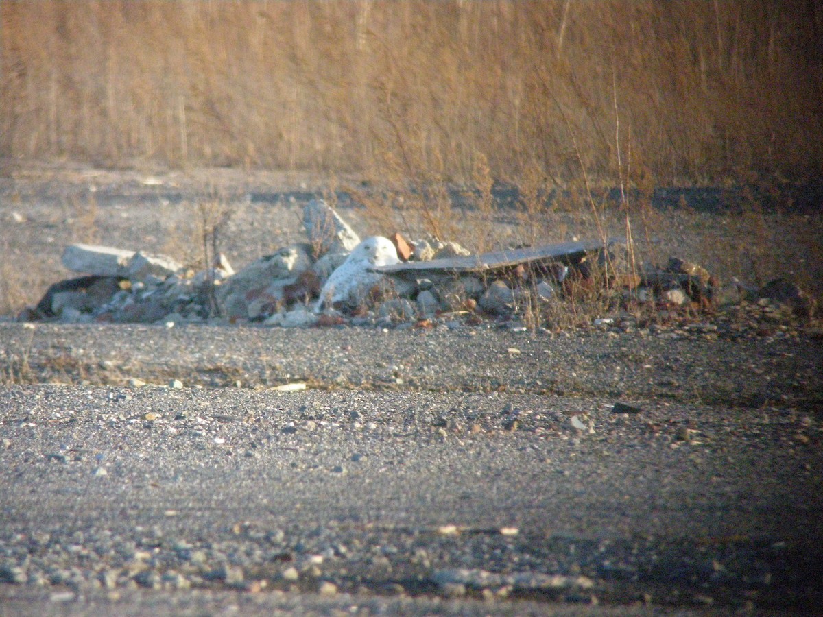 Snowy Owl - ML600610621