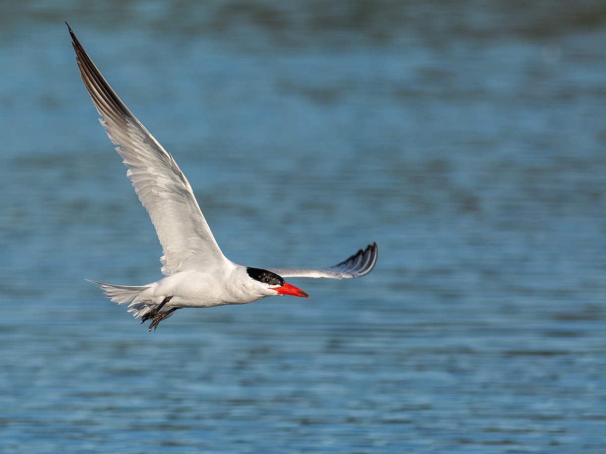 Caspian Tern - ML600611391