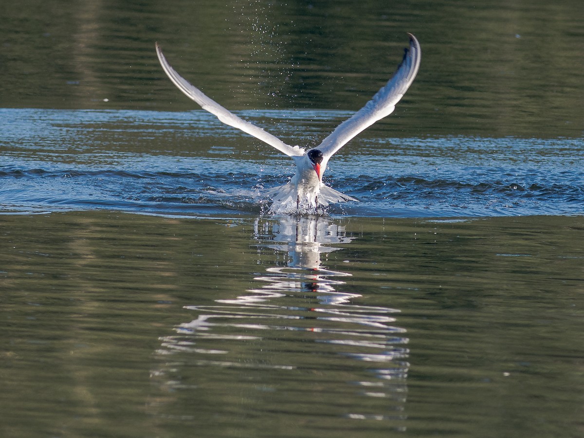 Caspian Tern - ML600611411