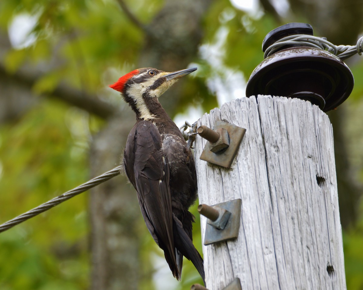 Pileated Woodpecker - ML60061161