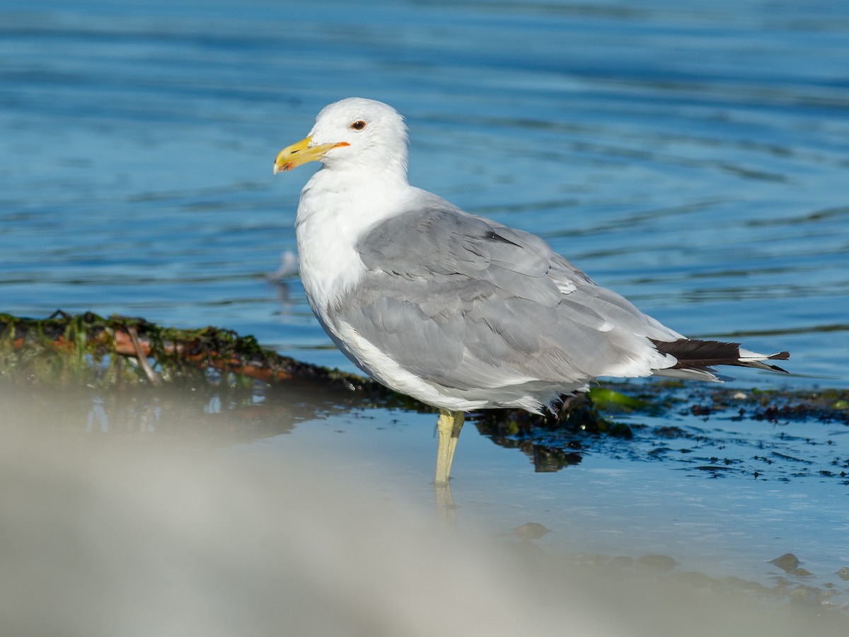 California Gull - Chris Diehl