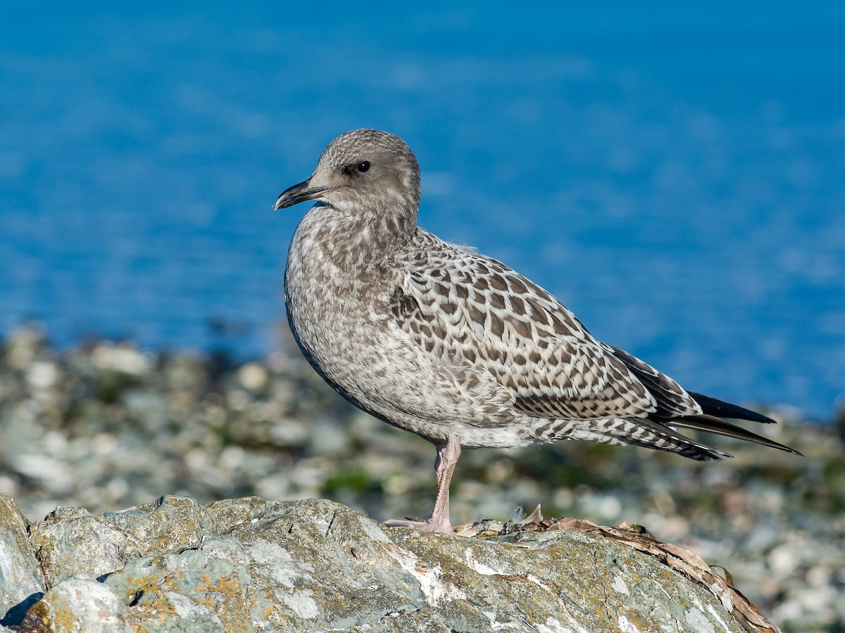 California Gull - Chris Diehl