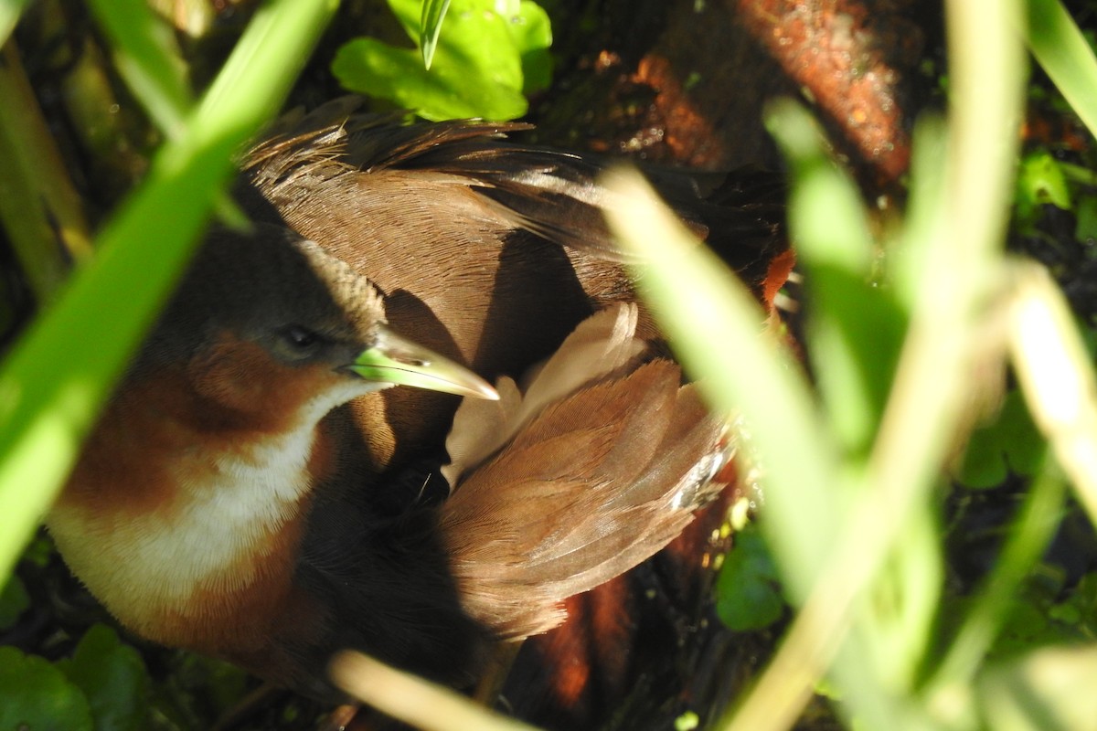 Rufous-sided Crake - ML600612761