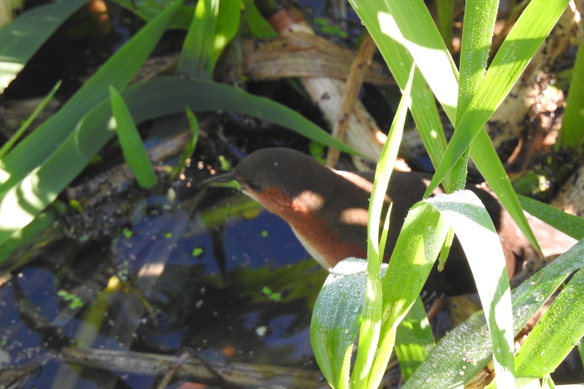 Rufous-sided Crake - ML600612801