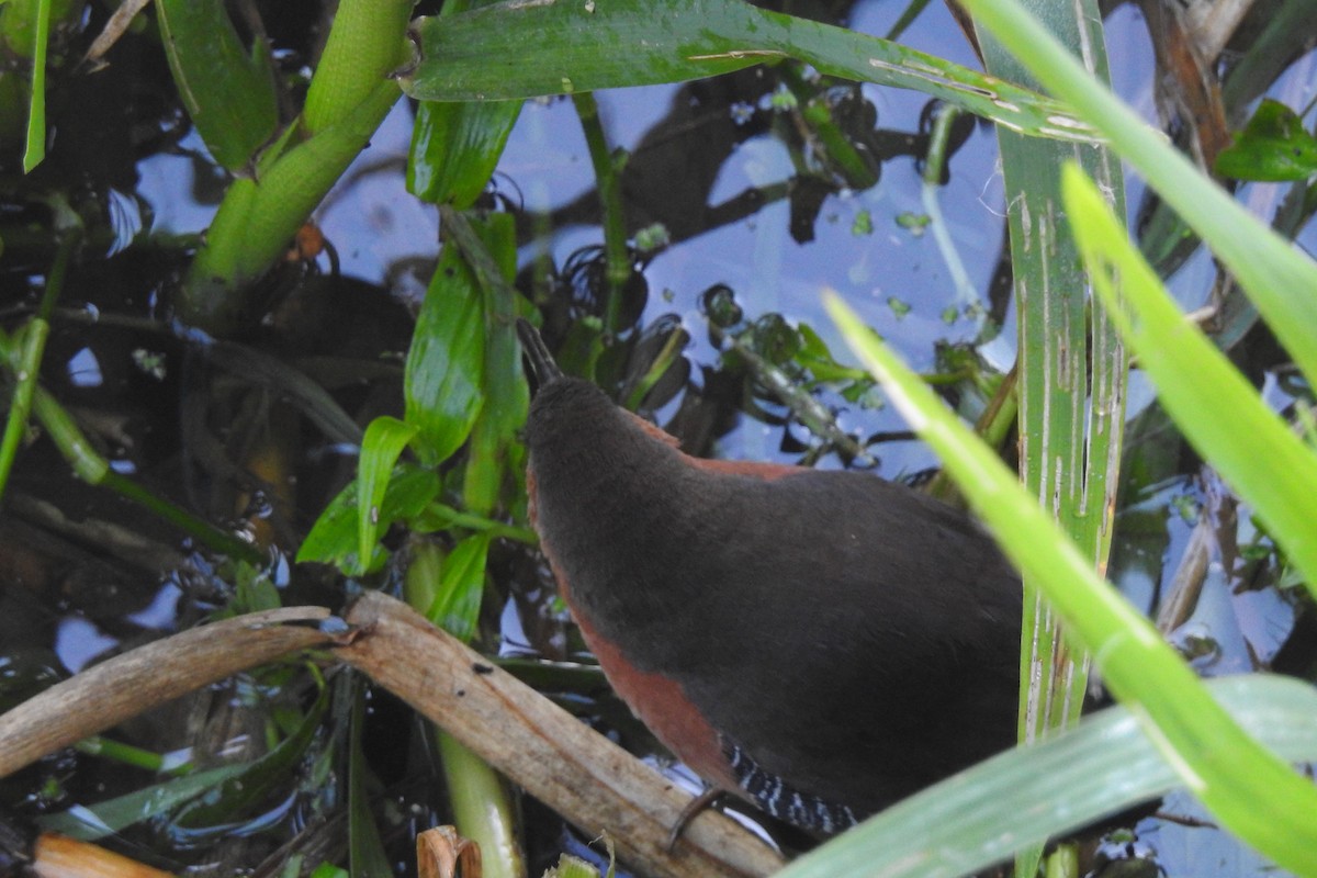 Rufous-sided Crake - ML600612821