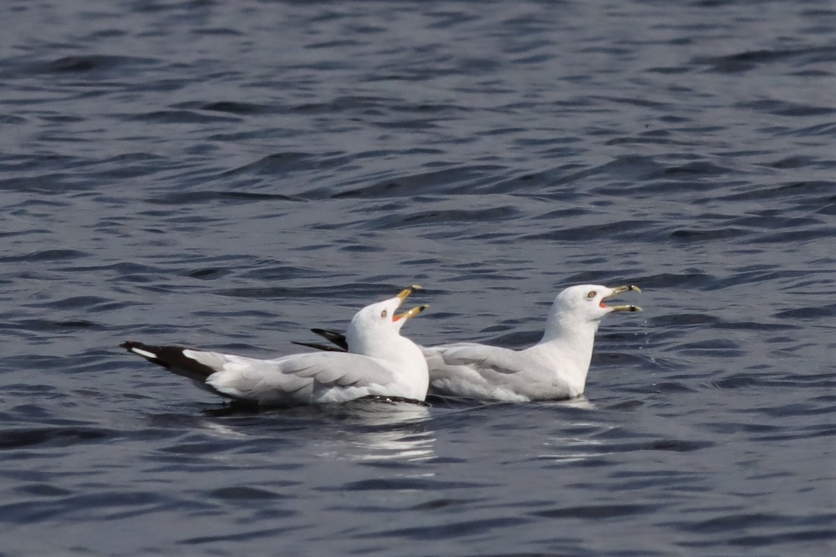 Ring-billed Gull - ML600613951