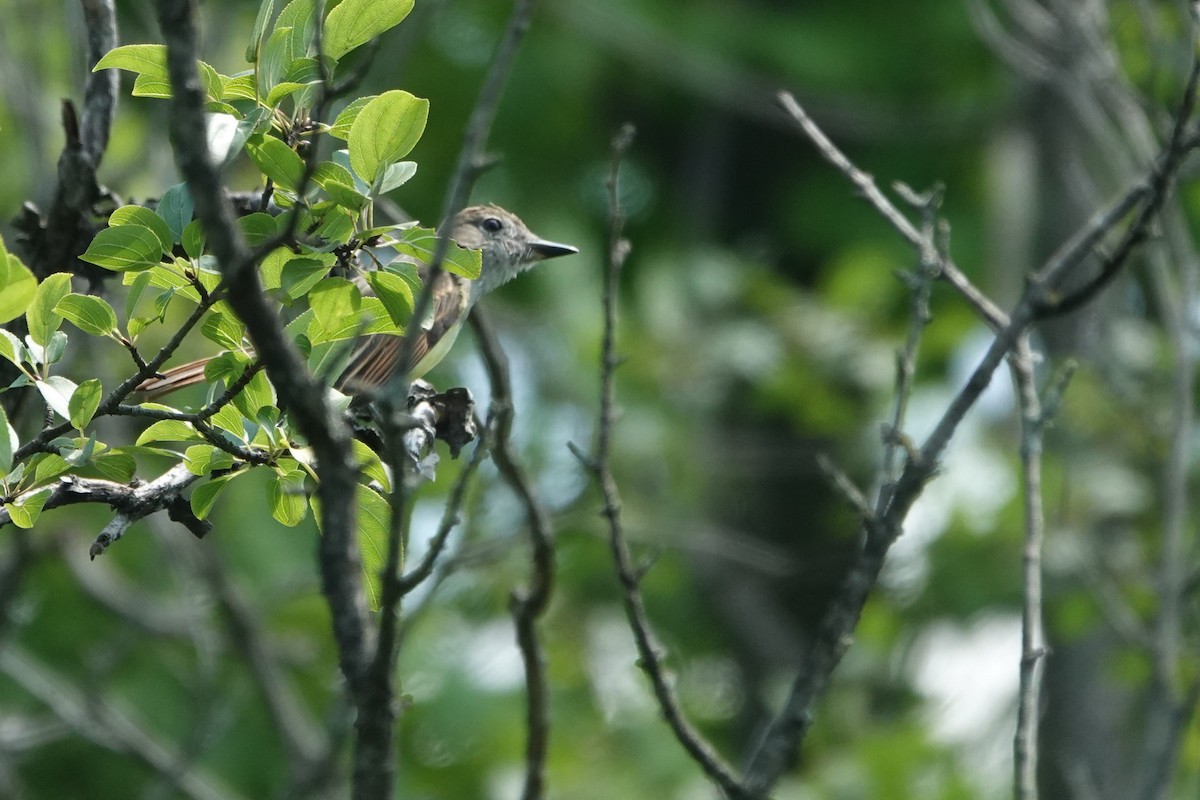 Great Crested Flycatcher - ML600613981