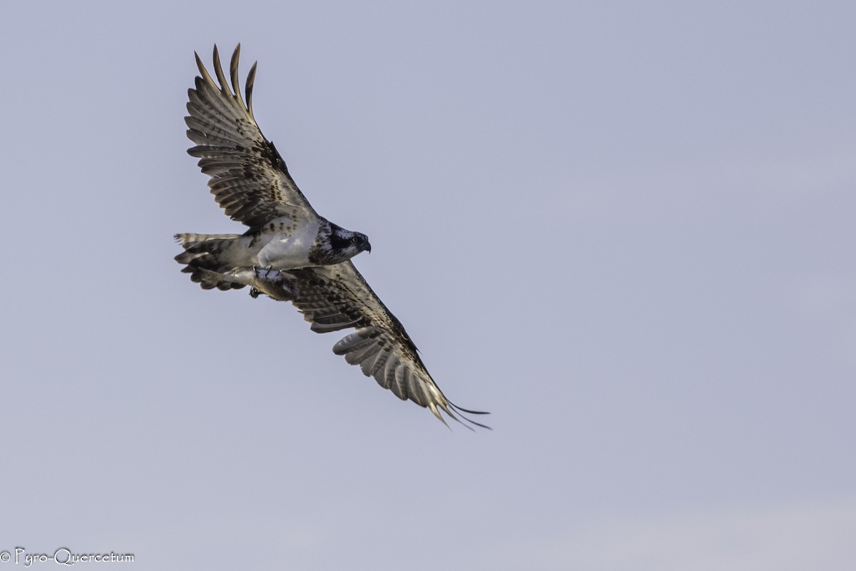 Águila Pescadora - ML600614481