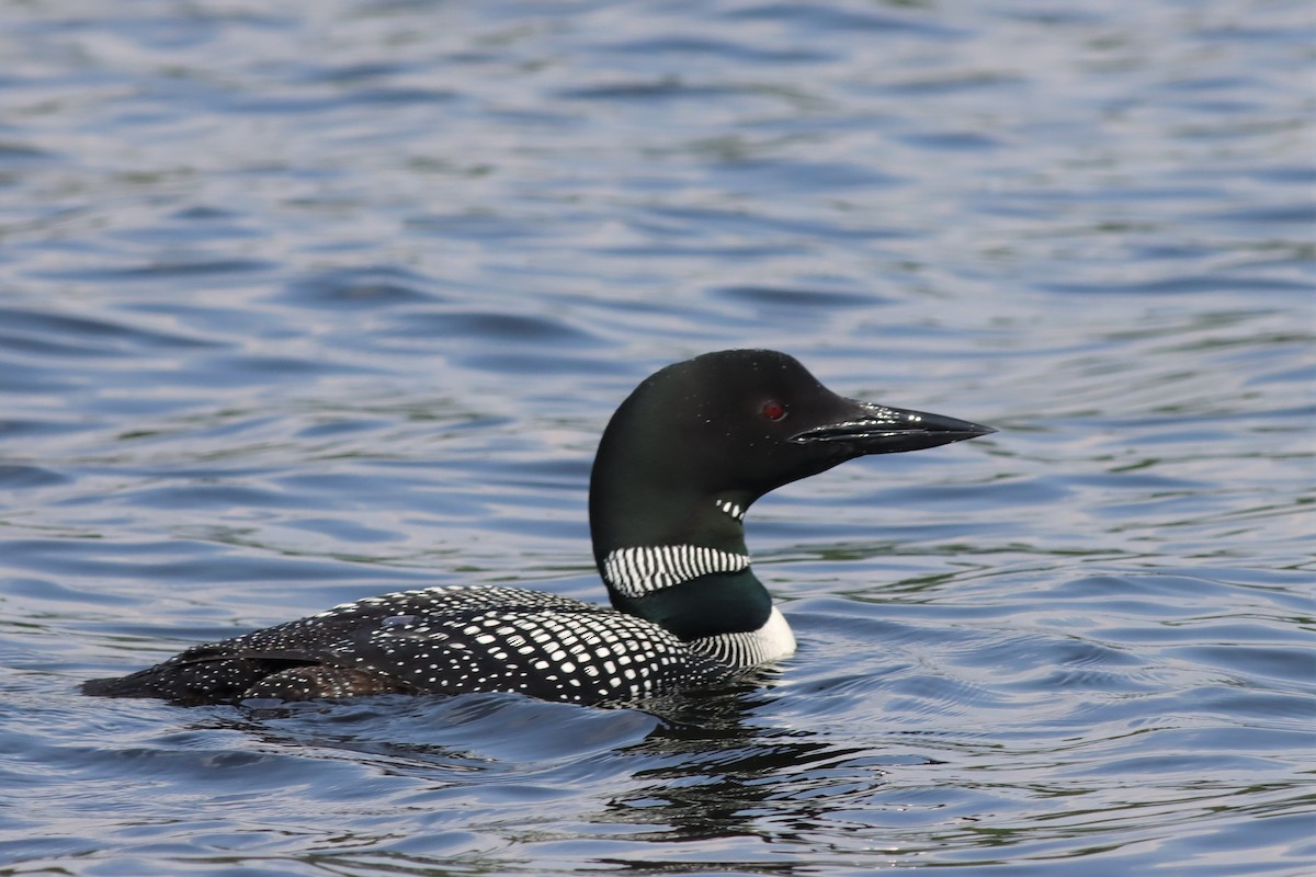 Common Loon - ML600614611