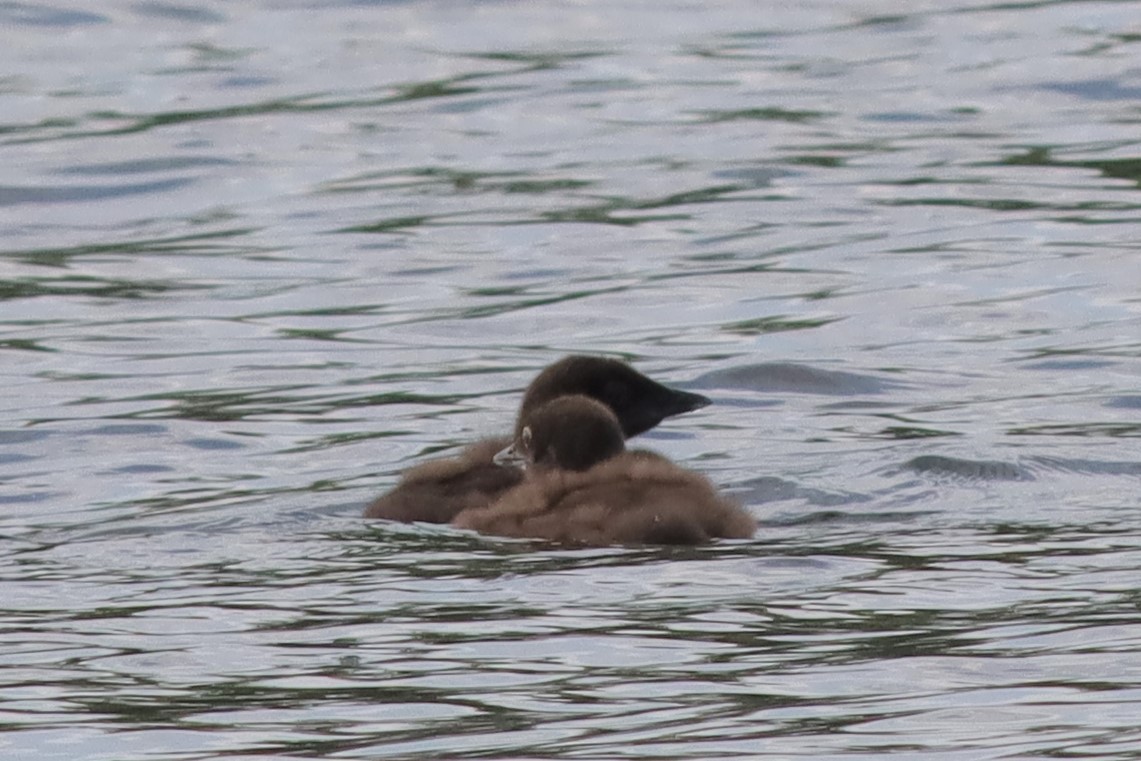 Common Loon - ML600614671