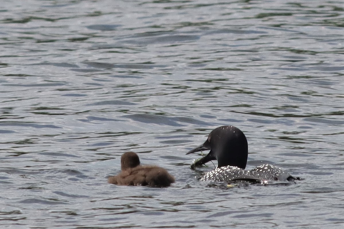 Common Loon - ML600614681