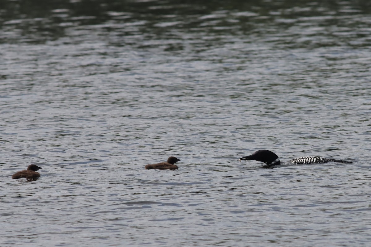 Common Loon - ML600614721