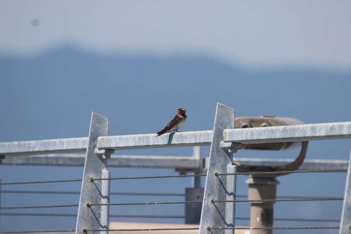 Cliff Swallow - ML600617491