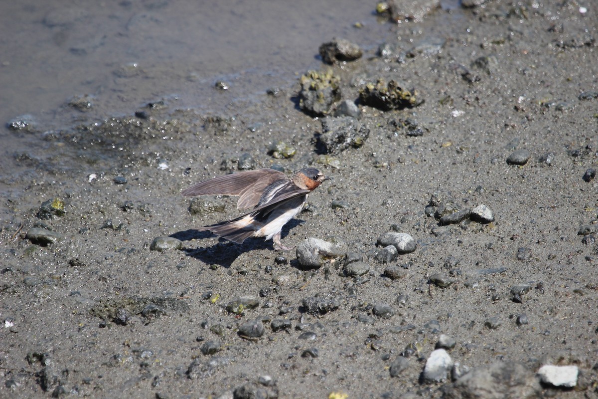 Cliff Swallow - ML600618091