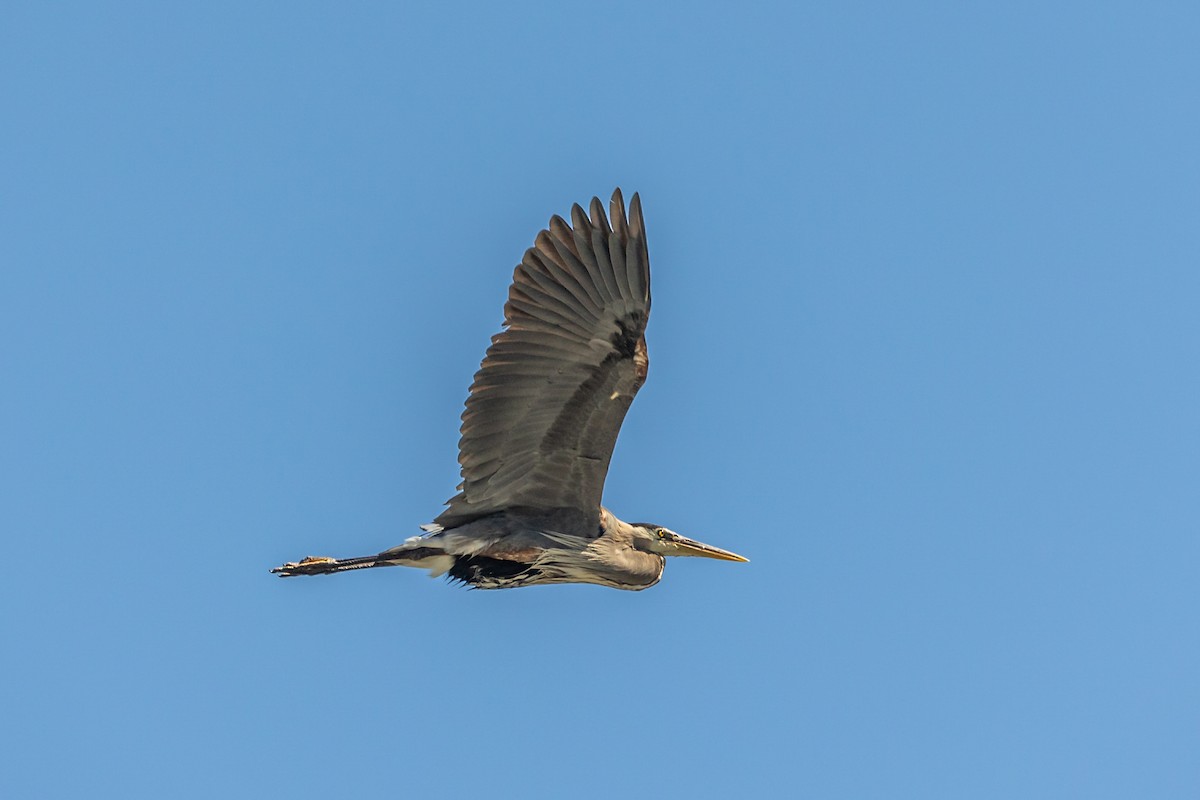 Great Blue Heron - ML600618581