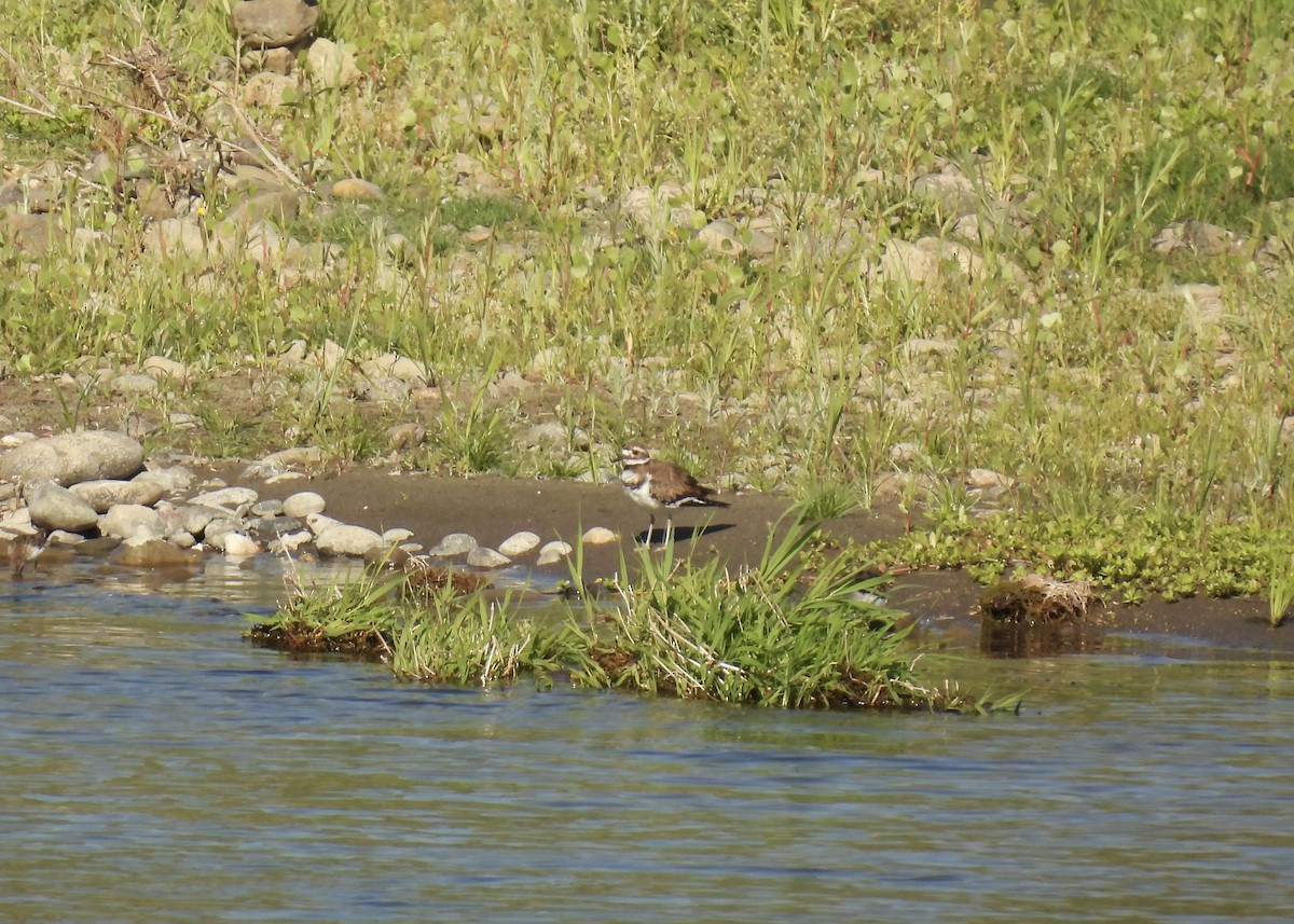 Killdeer - ML600619531