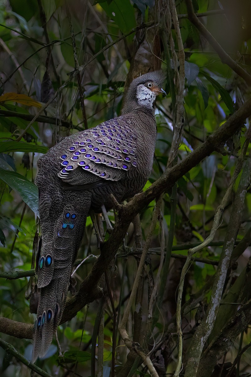 Gray Peacock-Pheasant - ML600619631
