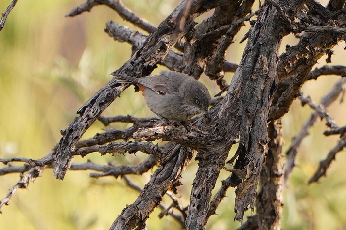 Chestnut-vented Warbler - ML600619931