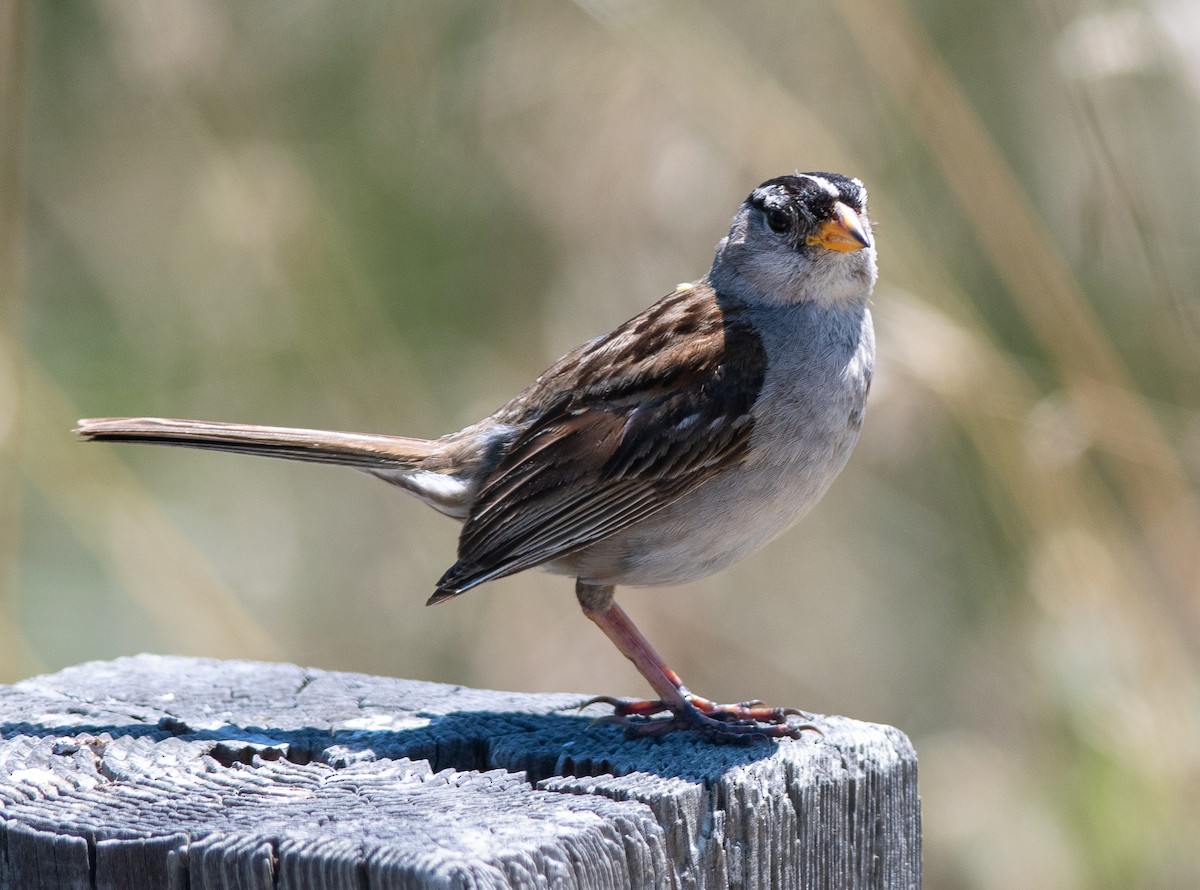 White-crowned Sparrow (nuttalli) - ML600620151
