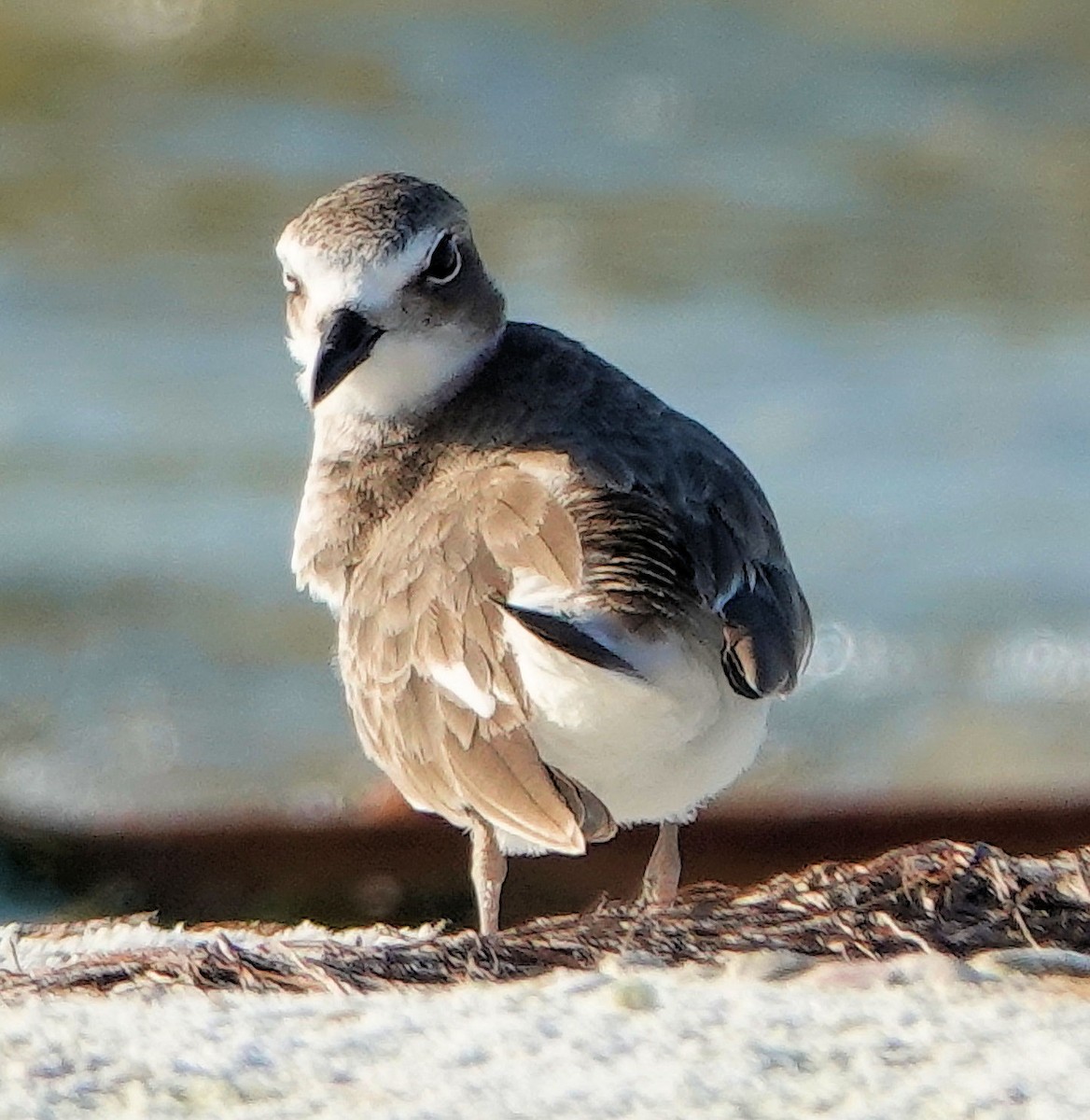 Wilson's Plover - ML600620171