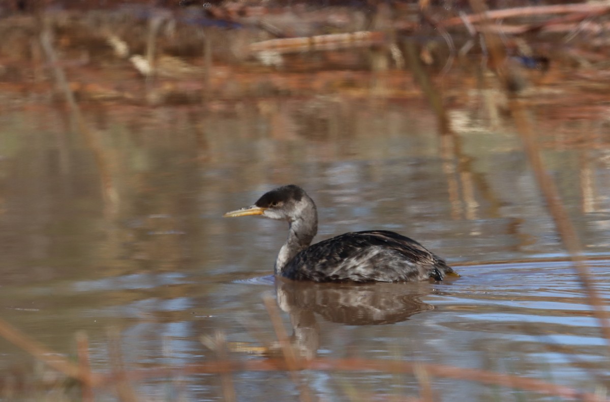 Red-necked Grebe - ML600620341