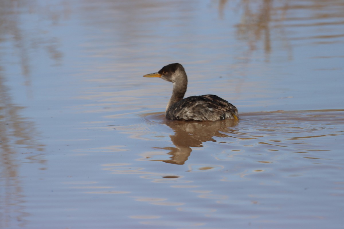 Red-necked Grebe - ML600620351