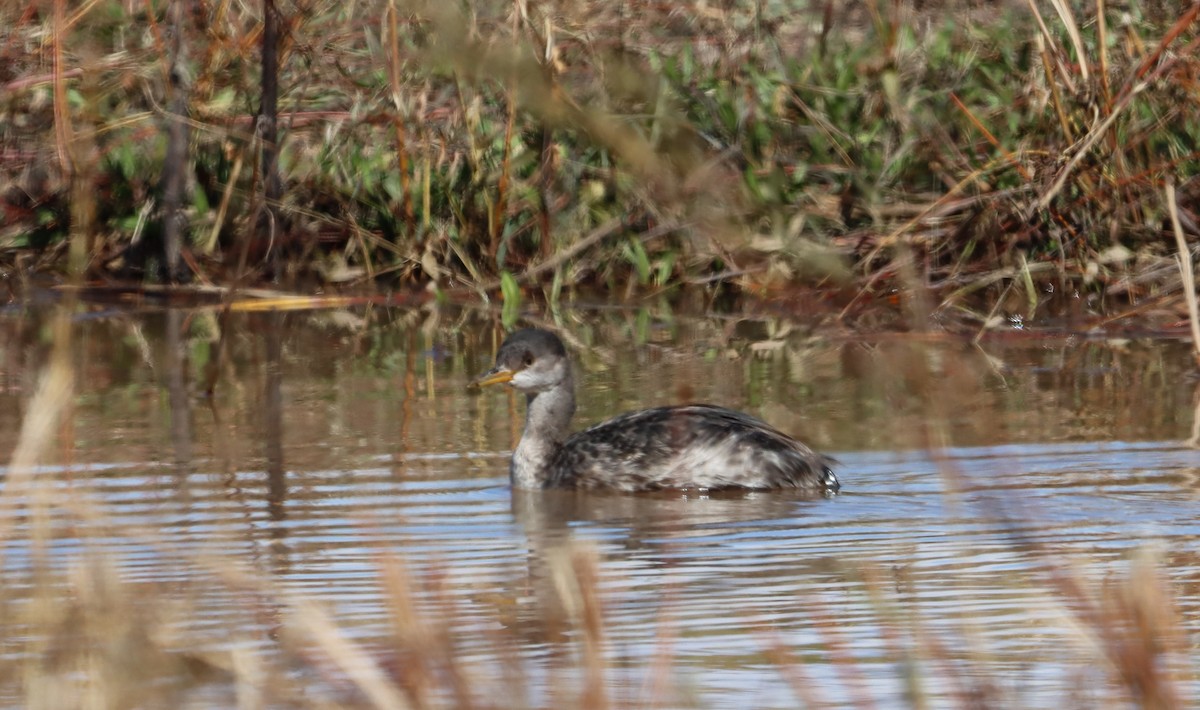 Red-necked Grebe - ML600620381
