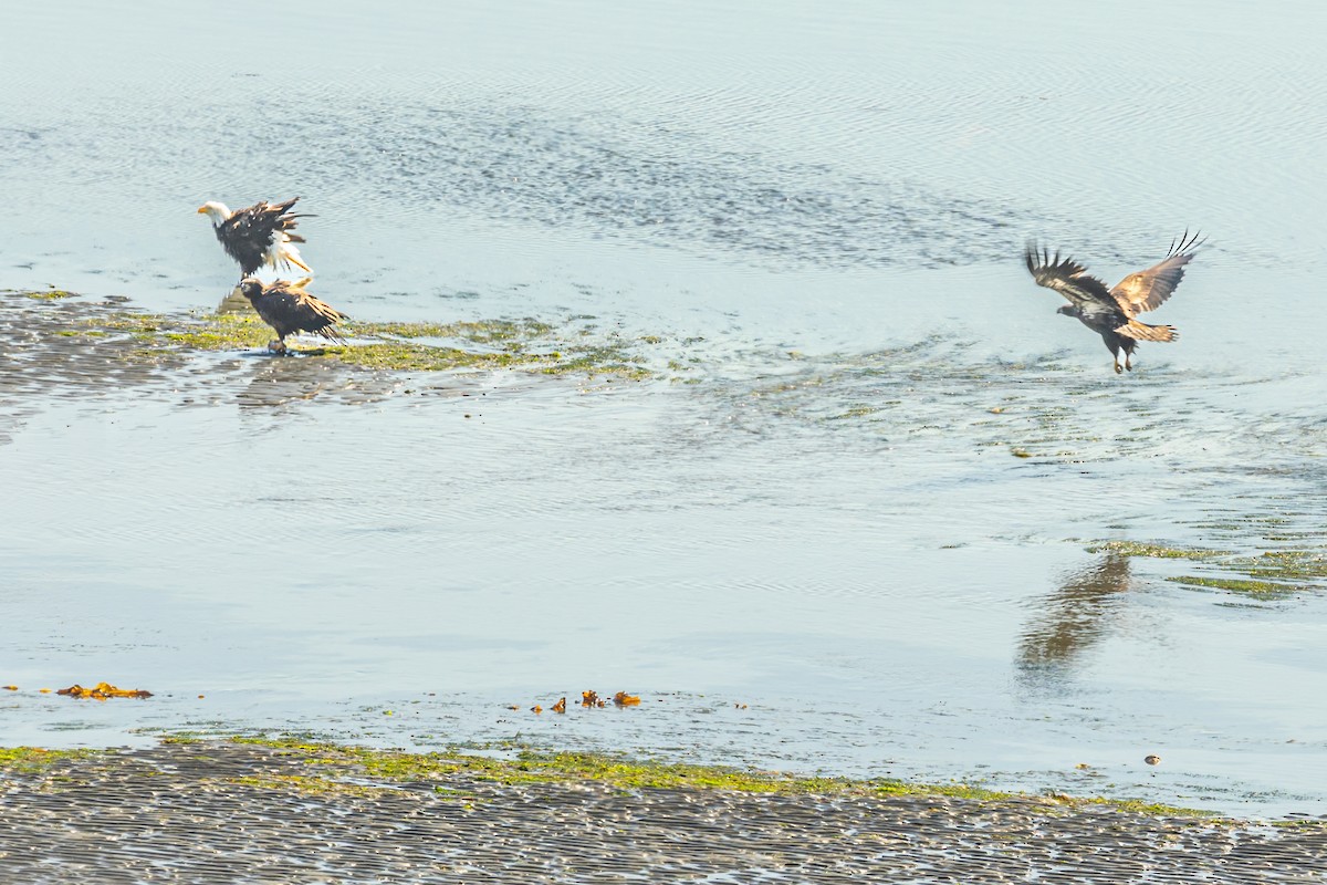 Bald Eagle - ML600620751