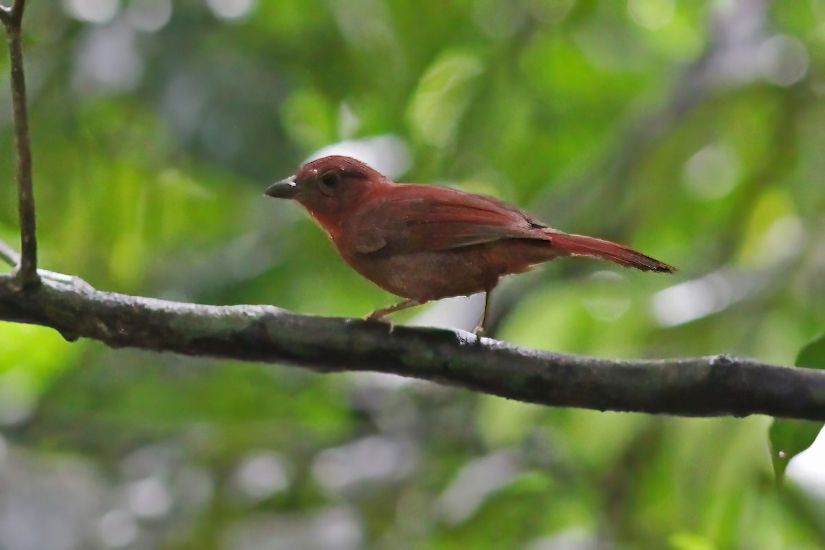 Red-crowned Ant-Tanager (Scarlet-throated) - ML600621401