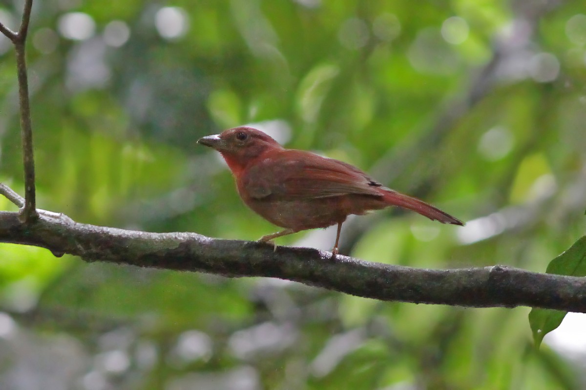 Red-crowned Ant-Tanager (Scarlet-throated) - ML600621431
