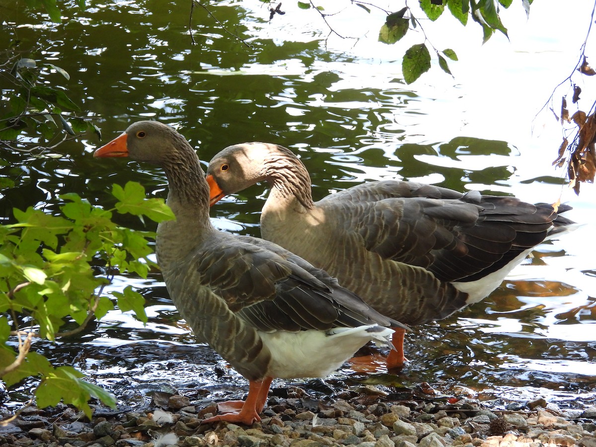 Graylag Goose (Domestic type) - ML600621661