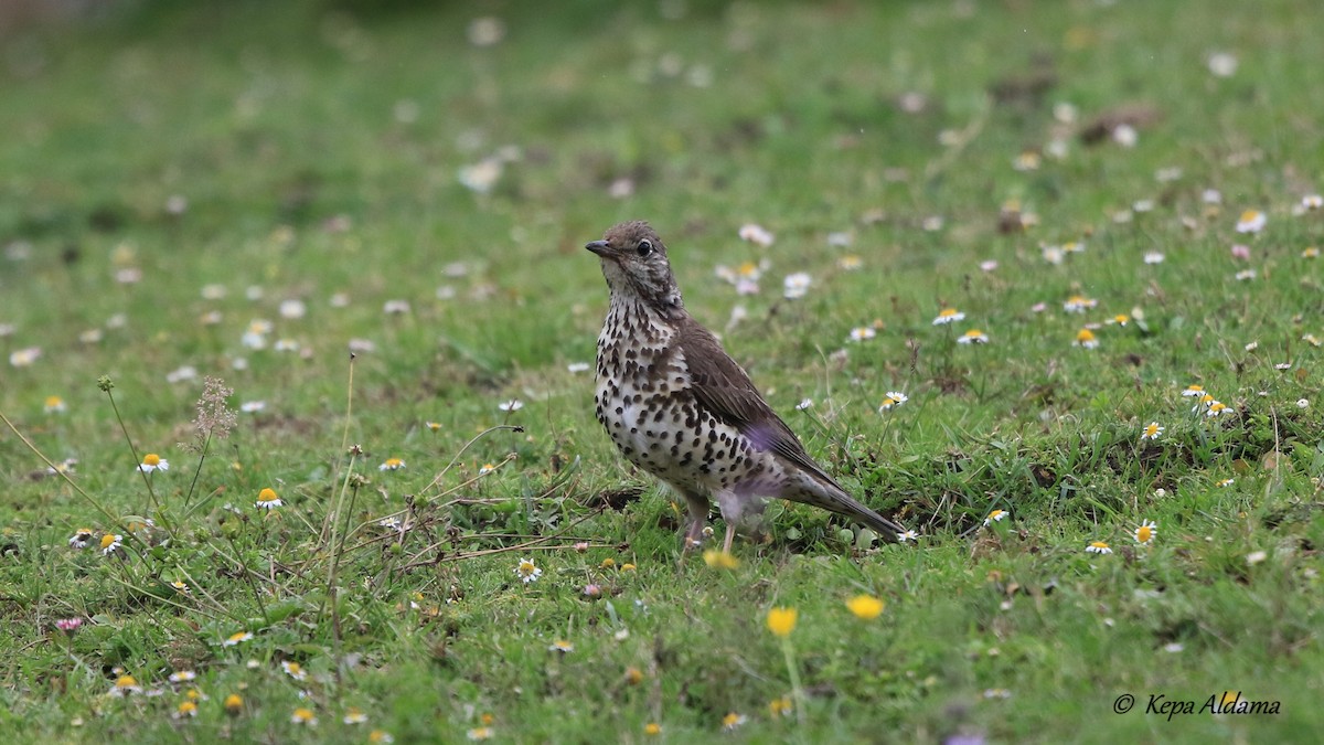 Бужмаг хөөндэй - ML600621791