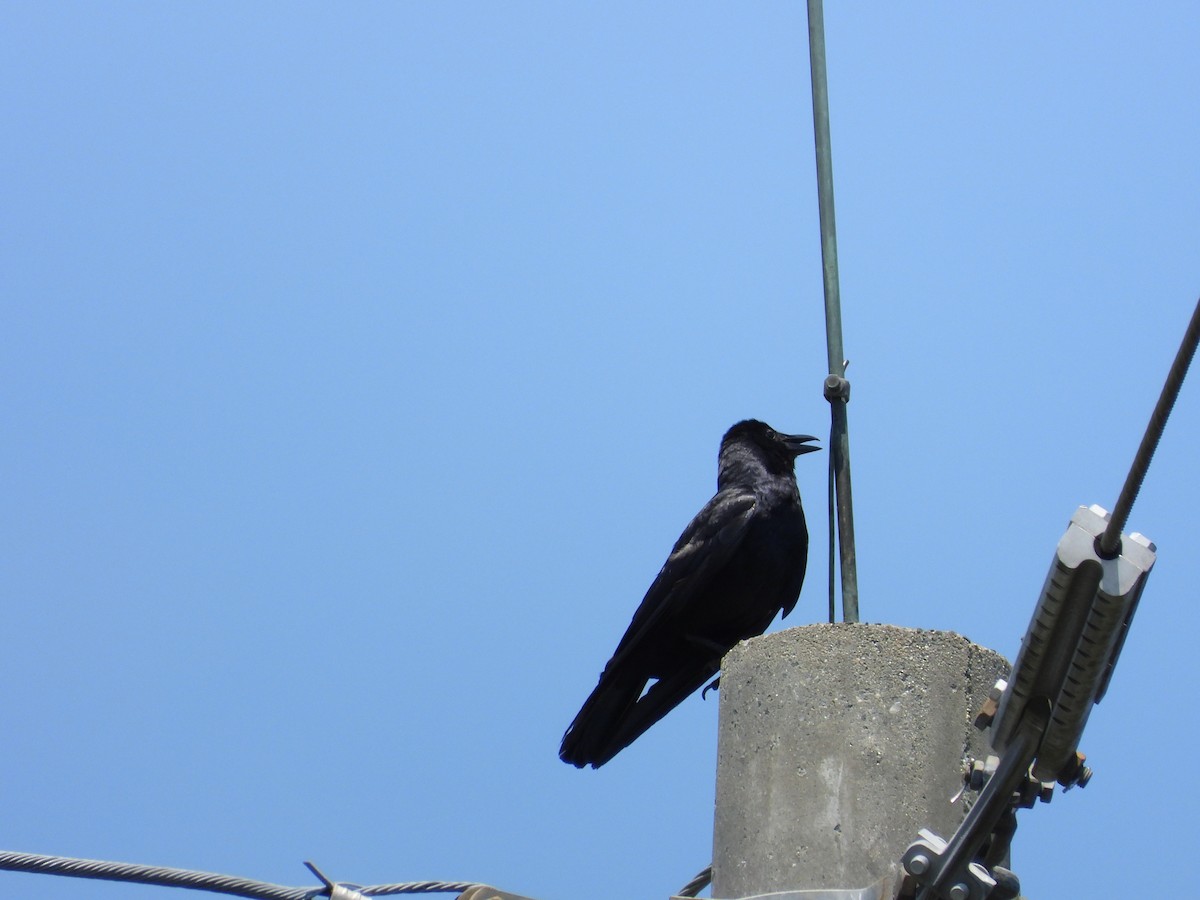 Fish Crow - ML600621891