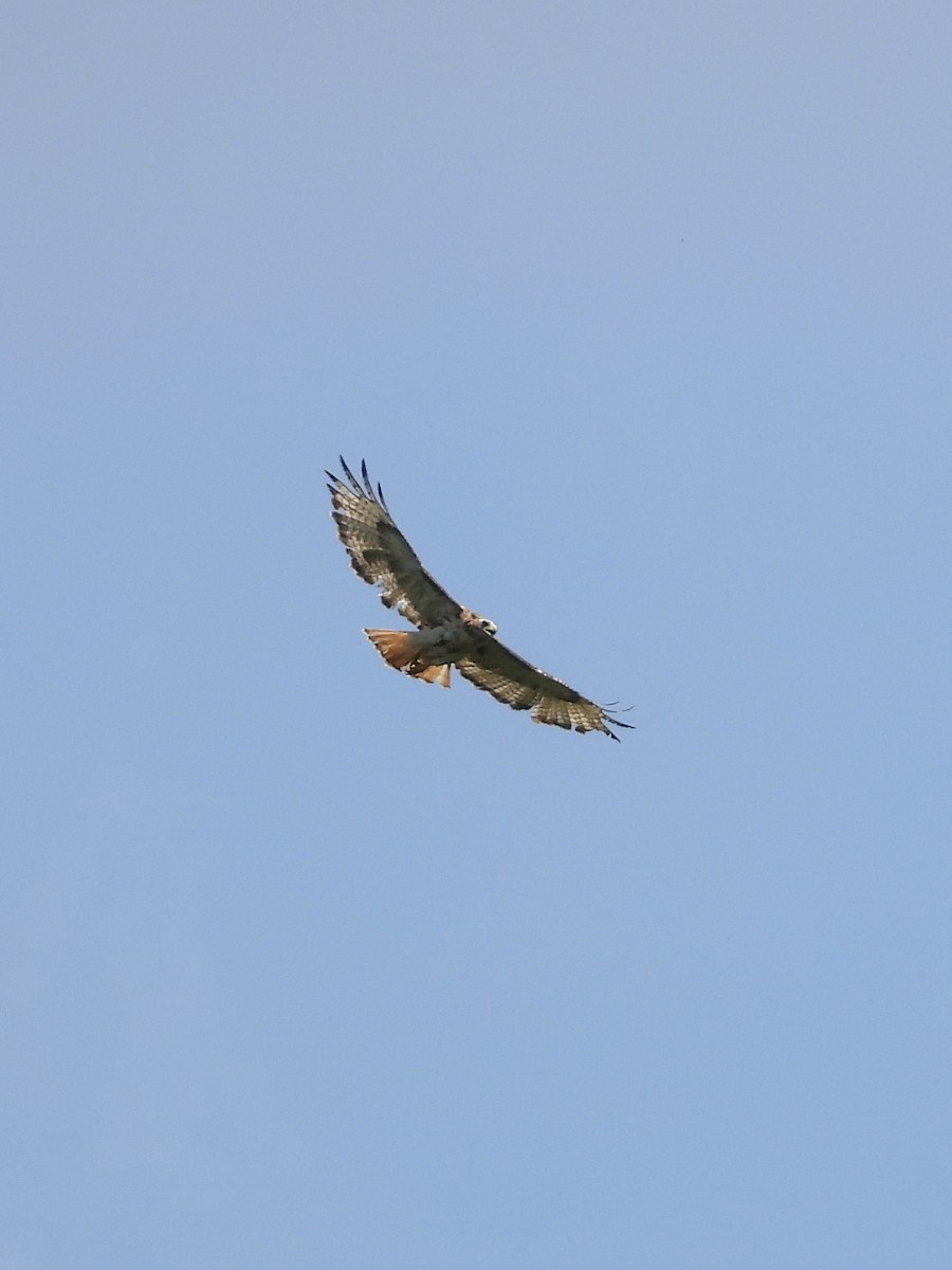 Red-tailed Hawk - ML600623171