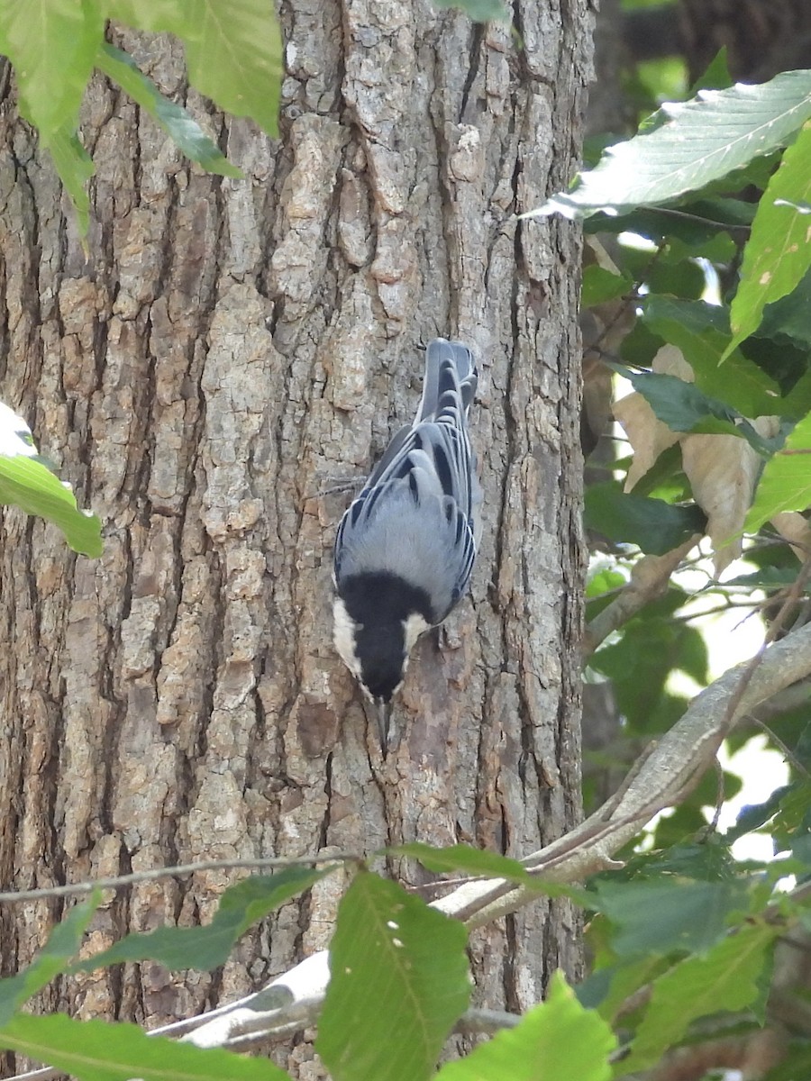 White-breasted Nuthatch - ML600624051