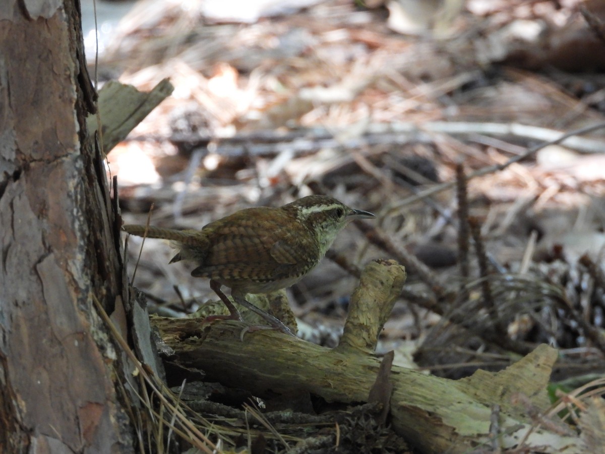 Carolina Wren - ML600624271