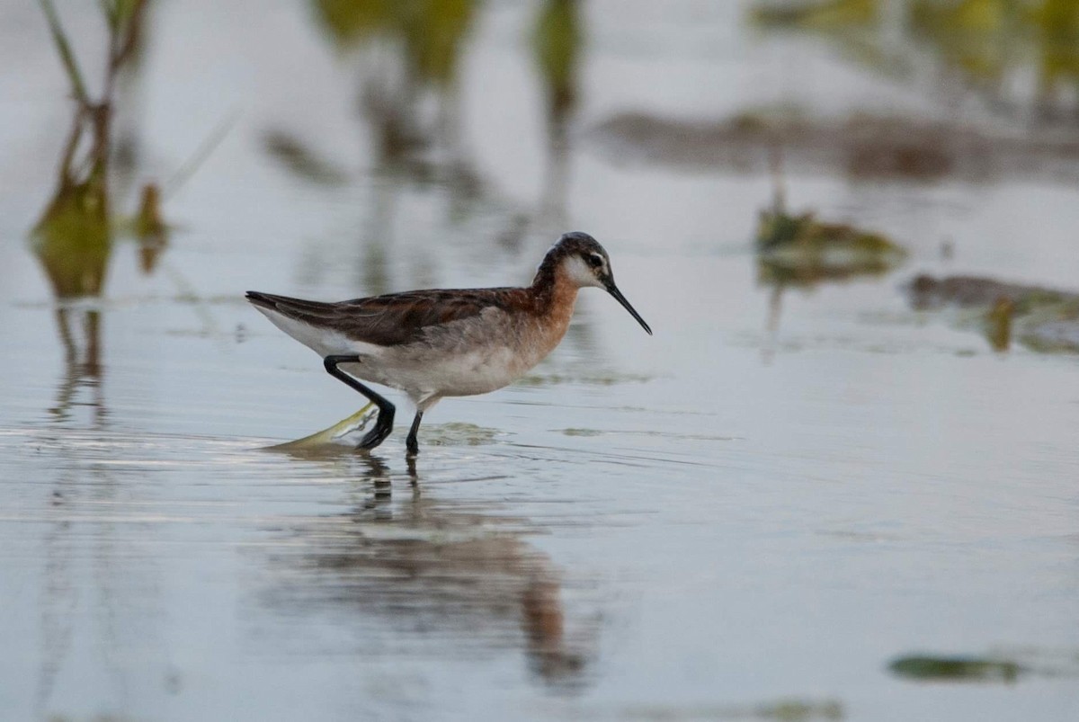 Wilson's Phalarope - Andrew Simon