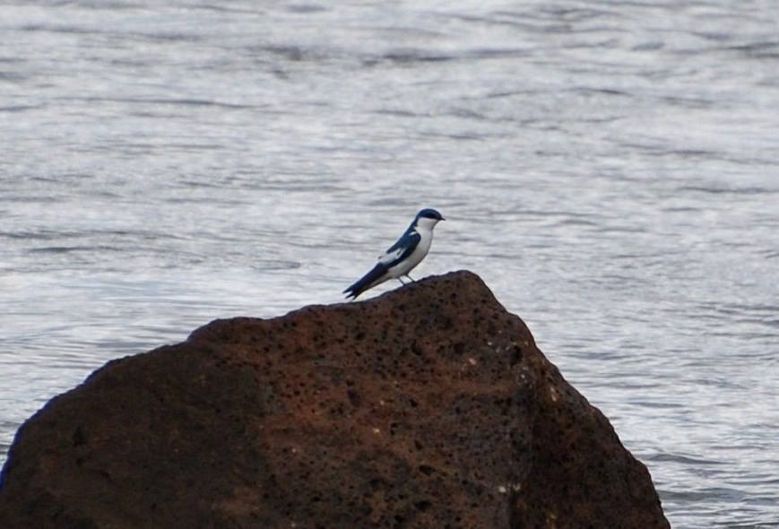 White-winged Swallow - Dave Griswold