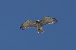 Short-toed Snake-Eagle - ML600624731