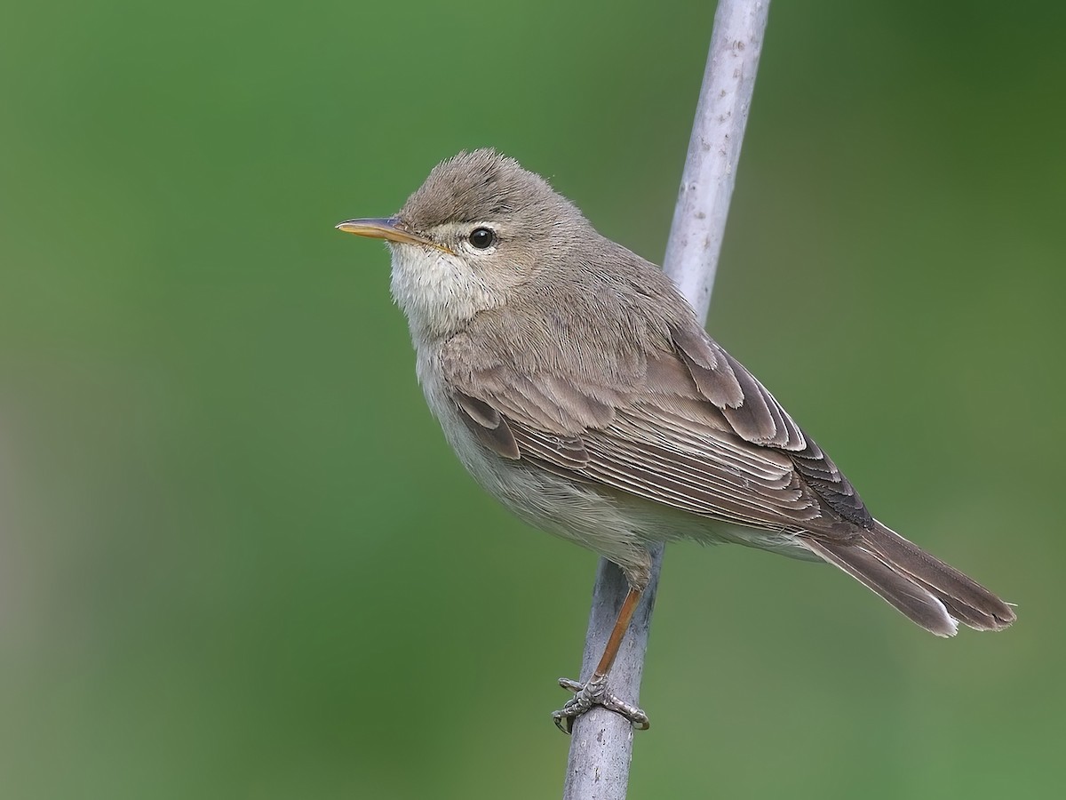 Eastern Olivaceous Warbler - Iduna pallida - Birds of the World